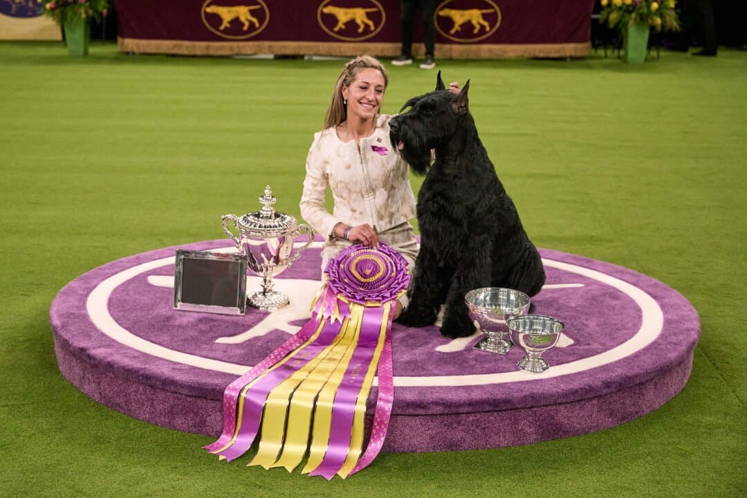 Owner and handler Katie Bernardin poses with her giant schnauzer, Monty, Best in Show winner, during the 149th Annual Westminster Kennel Club Dog Show at Madison Square Garden in New York City on Feb. 11, 2025. (Andres Kudacki/Getty Images)