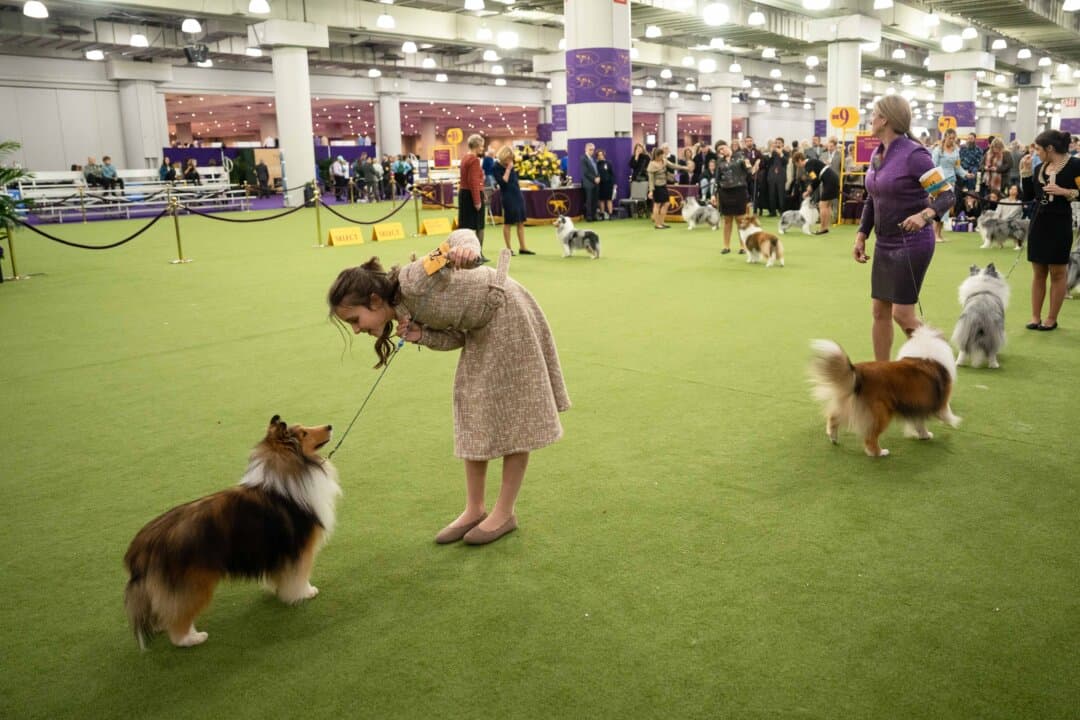 Shetland sheepdogs compete at the 149th Annual Westminster Kennel Club Dog Show at Jacob K. Javits Convention Center in New York City on Feb. 10, 2025. (Samira Bouaou/The Epoch Times)