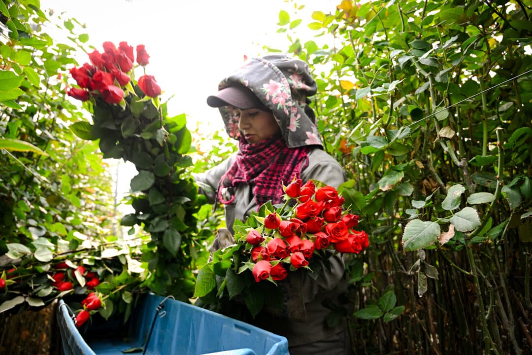 An employee cuts roses for export at Bojaca Flowers in Bojacá, Colombia, on Feb. 7, 2024. More than 60 percent of Valentine’s roses come from Colombia, according to Christine Boldt. (Raul Arboleda/AFP via Getty Images)