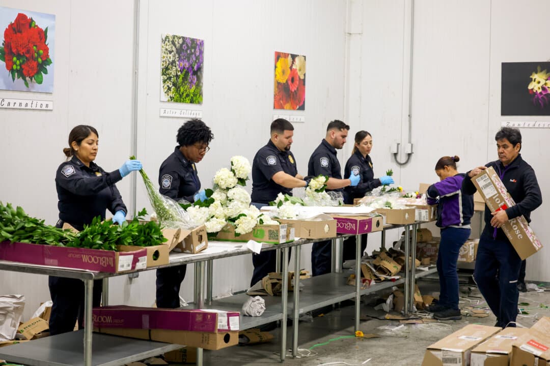 U.S. Customs and Border Protection agriculture specialists inspect flowers for foreign pests or diseases in the FedEx cargo hub at Miami International Airport in Miami on Feb. 12, 2025. FedEx transfers millions of fresh flowers through the hub for Valentine's Day by increasing air capacity from Colombia and Ecuador. (Joe Raedle/Getty Images)