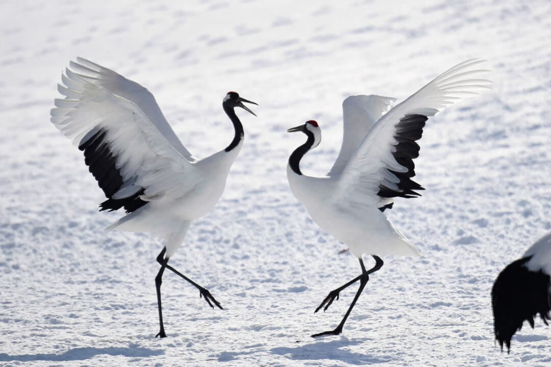 Red-crowned cranes, dancing gracefully in the snowy fields, spread their wings and perform a “courtship dance” at the feeding area of the “Tsurui Ito Red-crowned Crane Sanctuary” in the village of Tsurui, in Japan's northern island of Hokkaido, on Feb. 15, 2025. (STR/JIJI Press/AFP via Getty Images)