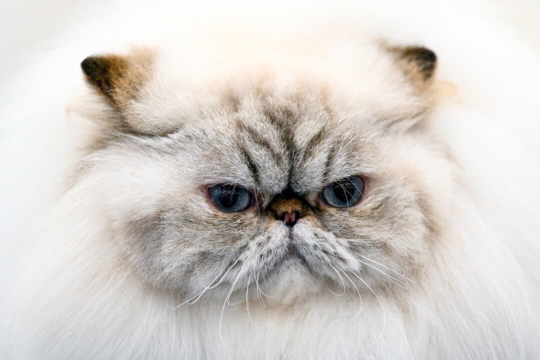 A cat participates in a show organized by the Kuwait Cat Club in Kuwait City, on Feb. 15, 2025. (Yasser Al-Zayyat/AFP via Getty Images)