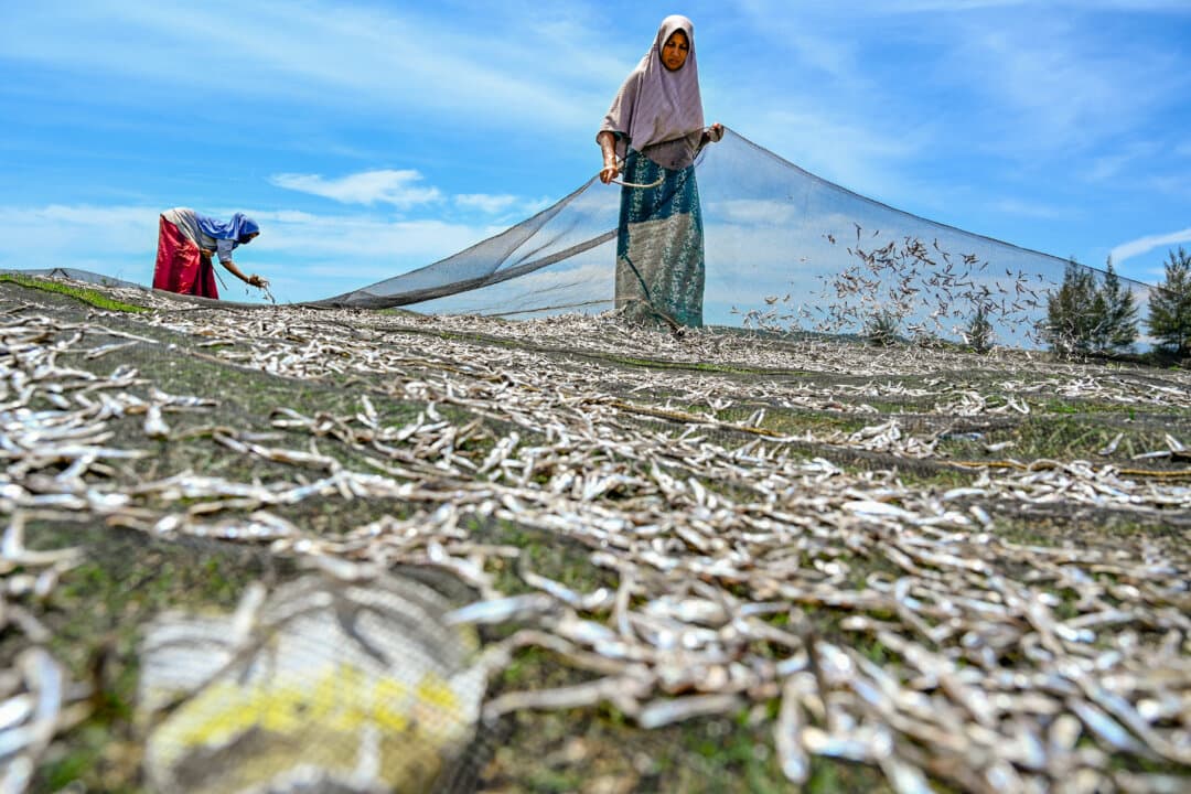 Women dry fish at a beach in Sampoiniet, Indonesia, on Feb. 16, 2025. (Chaideer Mahyuddin/AFP via Getty Images)