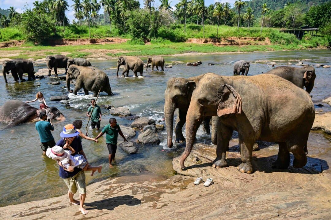 Visitors watch as elephants take their daily bath in a river at the Pinnawala Elephant Orphanage in Pinnawala, Sri Lanka, on Feb. 16, 2025. Sri Lanka's main elephant orphanage marked its 50th anniversary on February 16, with a fruit feast for the 68 jumbos at the showpiece centre, reputedly the world's first care home for destitute pachyderms. (Ishara S. Kodikara/AFP via Getty Images)