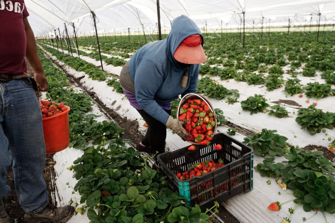 Workers harvest strawberries to be distributed to different states of Mexico and exported to the United States as one of the main crops grown in Irapuato, Mexico, on Feb. 16, 2025. (Mario Armas/AFP via Getty Images)