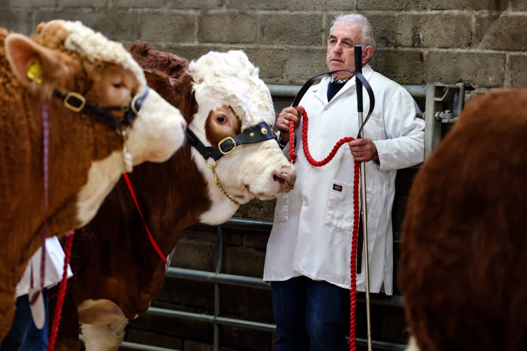 Simmental Bulls wait to go into the show ring at the annual Stirling Bull sale in Stirling, Scotland, on Feb. 16, 2025. A prestigious showcase of more than 700 pedigree bulls and heifers from leading UK herds are on show at the Stirling Agricultural Centre, with some fetching a five figure mark, as they attract top breeders in the industry. (Jeff J Mitchell/Getty Images)