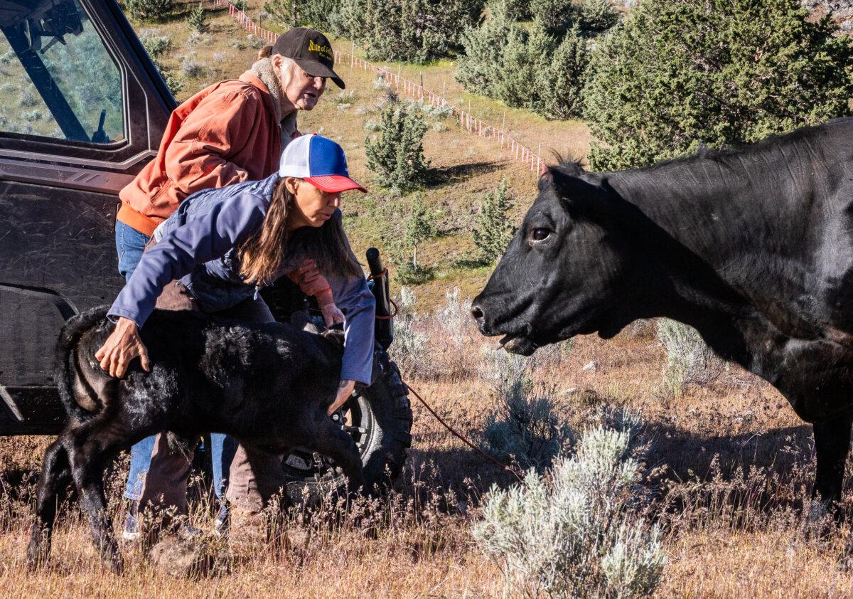 Debbie Bacigalupi and her mother, Donna, tend to cattle at their ranch in May 2024. (John Fredricks/The Epoch Times)