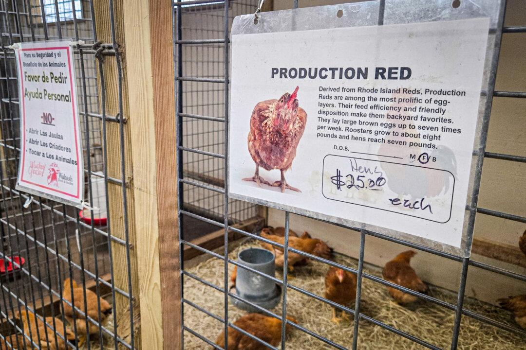 Hens for sale at Wabash Feed & Garden store in Houston on Feb. 10, 2025. (Moises Avila/AFP via Getty Images)