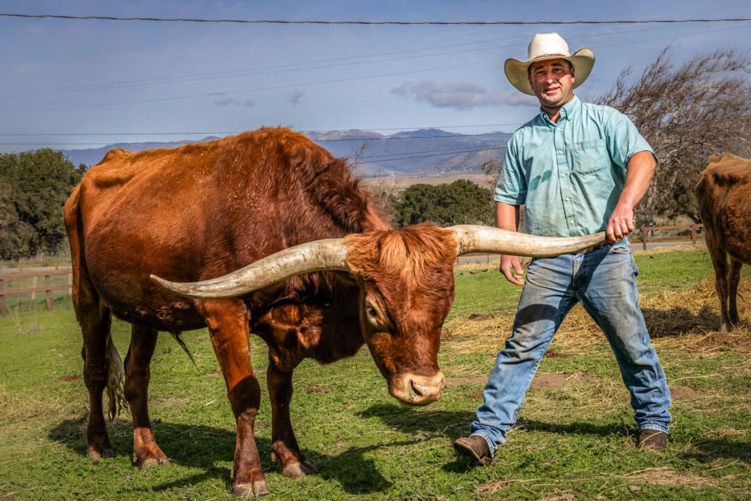 Brad Beach stands with one of his steers outside of Salinas, Calif., on Feb. 17, 2025. (John Fredricks/The Epoch Times)