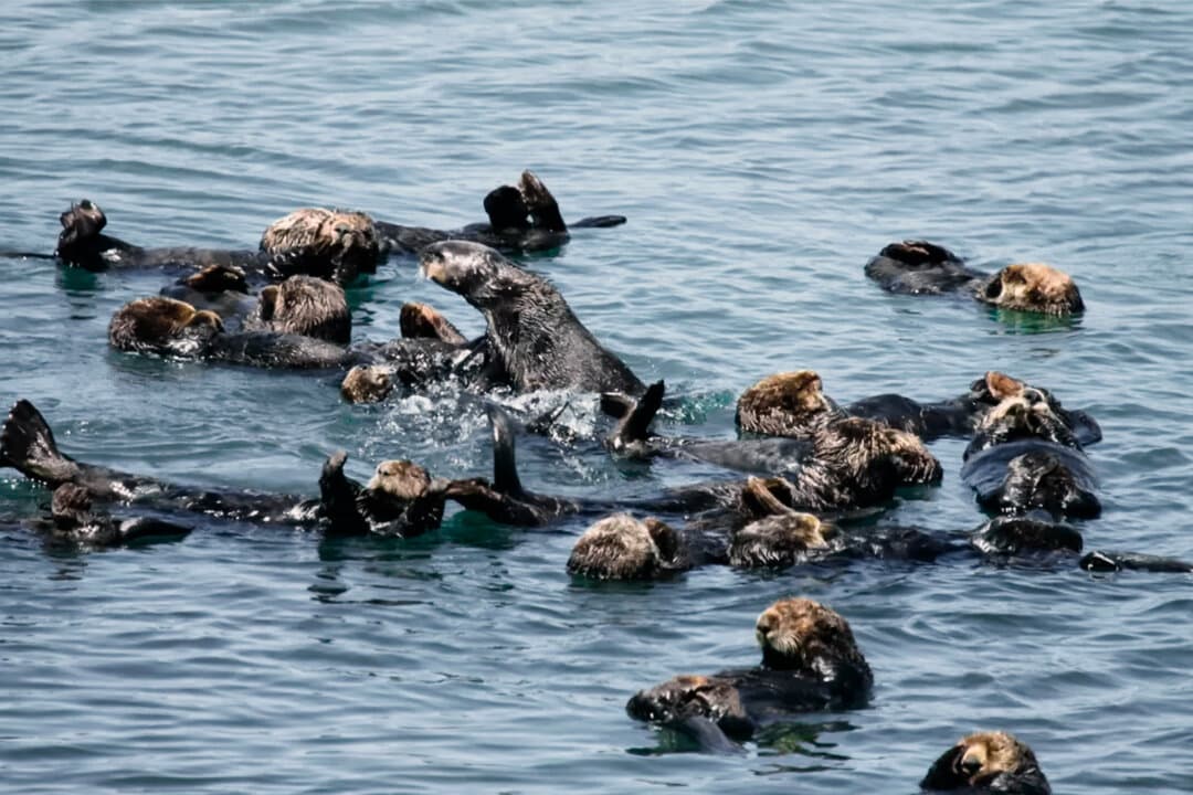 (Top) Fire damage is visible at the Moss Landing Power Plant in Moss Landing, Calif., on Feb. 17, 2025. (Bottom Left) A seal carcass sits outside of the Moss Landing Power Plant in Moss Landing, Calif., on Feb. 17, 2025. (Bottom Right) A group of sea otters play in the water in Moss Landing, Calif. (John Fredricks/The Epoch Times, Lilian Carswell/U.S. Fish and Wildlife Servic)
