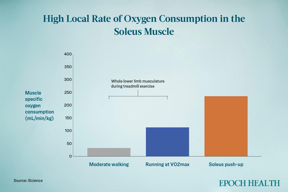 The high local rate of oxygen consumption in the soleus muscle. (The Epoch Times)