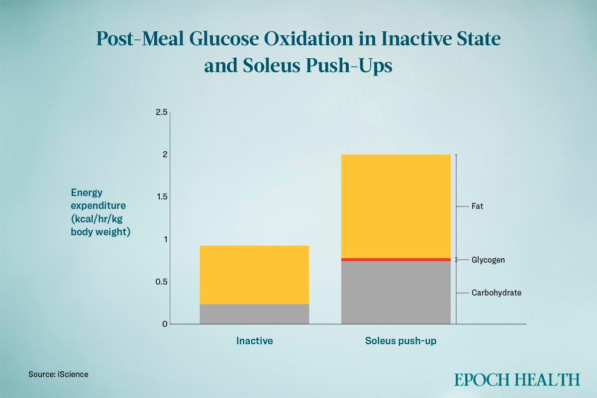Post-meal glucose oxidation in inactive state and soleus push-ups. (The Epoch Times)