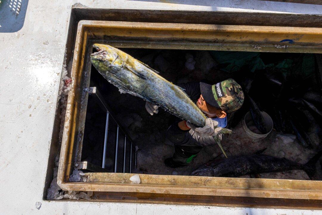 Fishery staff unload mahi mahi fish before a fish auction at Xingang Fishing Pier in Taitung, Taiwan, on April 21, 2025. (Annabelle Chih/Getty Images)