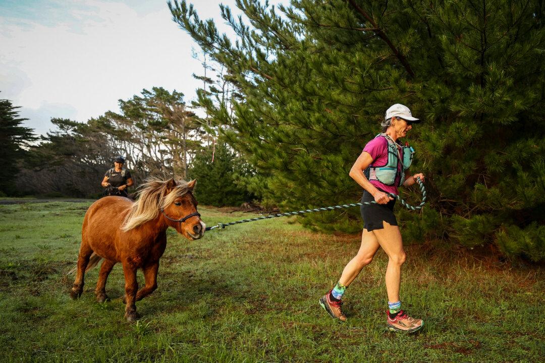 Runners enter the forest during the final day of the Great Northern Gallop in Houhora, New Zealand, on April 21, 2025. Set against the breathtaking backdrop of Northland's wild beaches and dense forests, the Born to Run Great Northern Gallop is a one-of-a-kind 100-kilometer multi-day adventure race where participants run or walk alongside spirited miniature ponies. (Fiona Goodall/Getty Images)