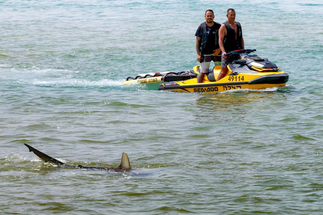 Israeli rescue services search for a missing man in the Mediterranean sea off the coast of Hadera in central Israel, as a shark fin slices the water, on April 22, 2025. Police said officers were searching for the man reported missing following a suspected shark attack near the central city. (Jack Guez/AFP via Getty Images)