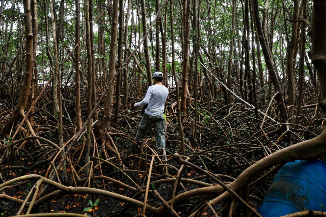 Andrew Otazo looks for trash in a mangrove forest as he cleans up an area of Virginia Key in Miami, Fla., on Earth Day, April 22, 2025. Otazo said he has been collecting trash from the Florida coastal ecosystem for eight years and has gathered approximately 15 tons of trash that originated from the nearby city. (Joe Raedle/Getty Images)