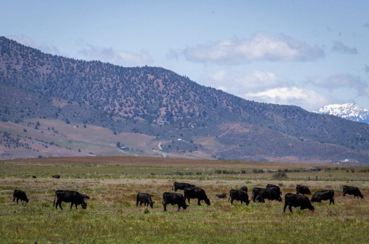 Cattle graze a pasture at Cold Springs Ranch in California’s Siskiyou County on May 7, 2024. (John Fredricks/The Epoch Times)