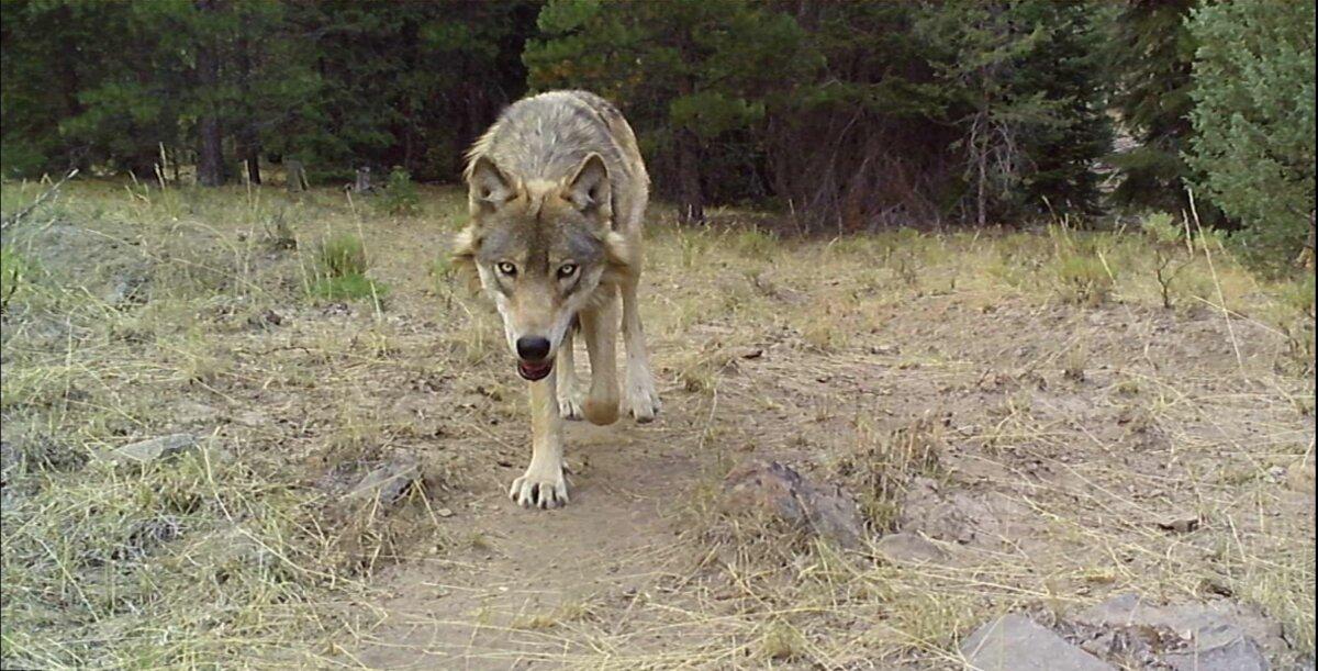 A gray wolf in Siskiyou County, Calif. (Courtesy of Patrick Griffin)