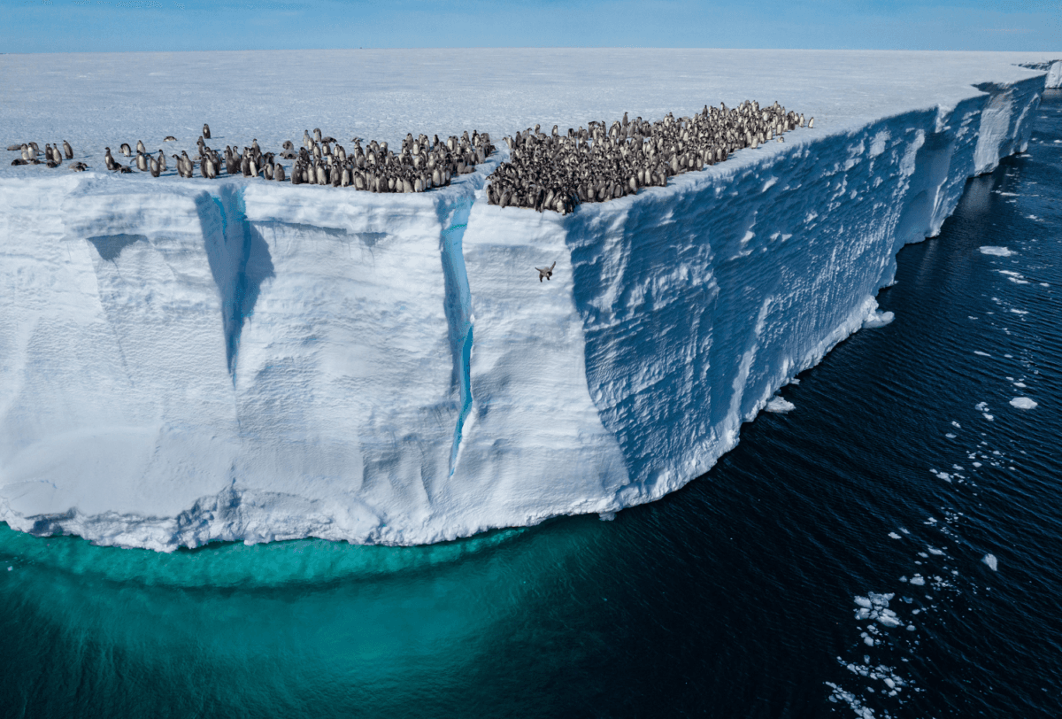 Emperor penguin chicks jumping off the ice shelf edge for their first swim, Atka Bay, Antarctica. (Bertie Gregory/National Geographic)