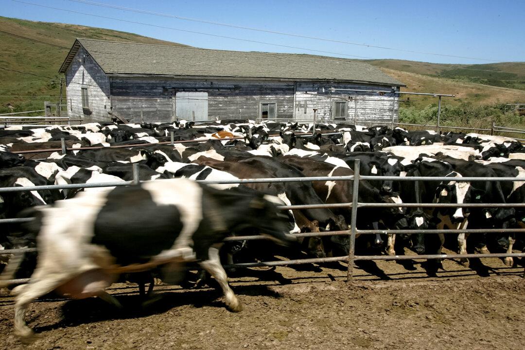 A cow runs past a corral holding cows that are waiting to be milked at the Kehoe Dairy in Point Reyes Station, Calif., on June 12, 2007. In a landmark January 2025 settlement, most ranching operations within Point Reyes National Seashore are set to end within 15 months, following a long legal battle between environmental groups and ranchers. (Justin Sullivan/Getty Images)