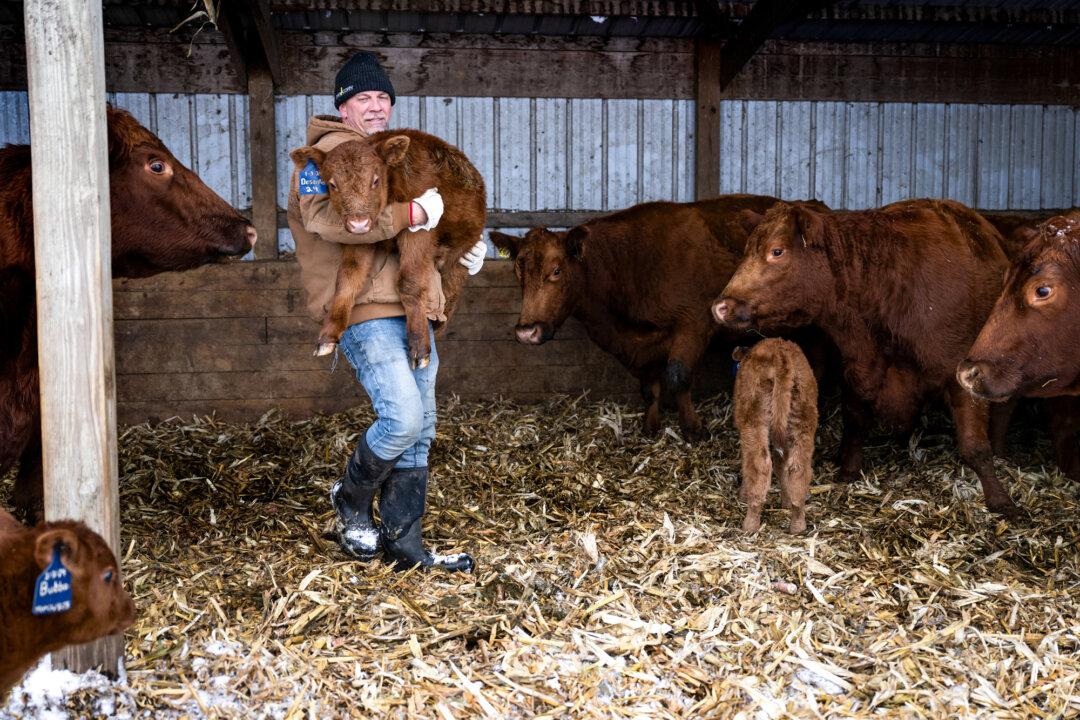 A farmer carries a newborn calf at his farm in Vinton, Iowa, on Jan. 11, 2024. While the number of U.S. dairies has declined by more than 90 percent since the 1970s, some estimate 20 percent of organic dairy farms in the United States have been lost in the last five years. (Jim Watson/AFP via Getty Images)