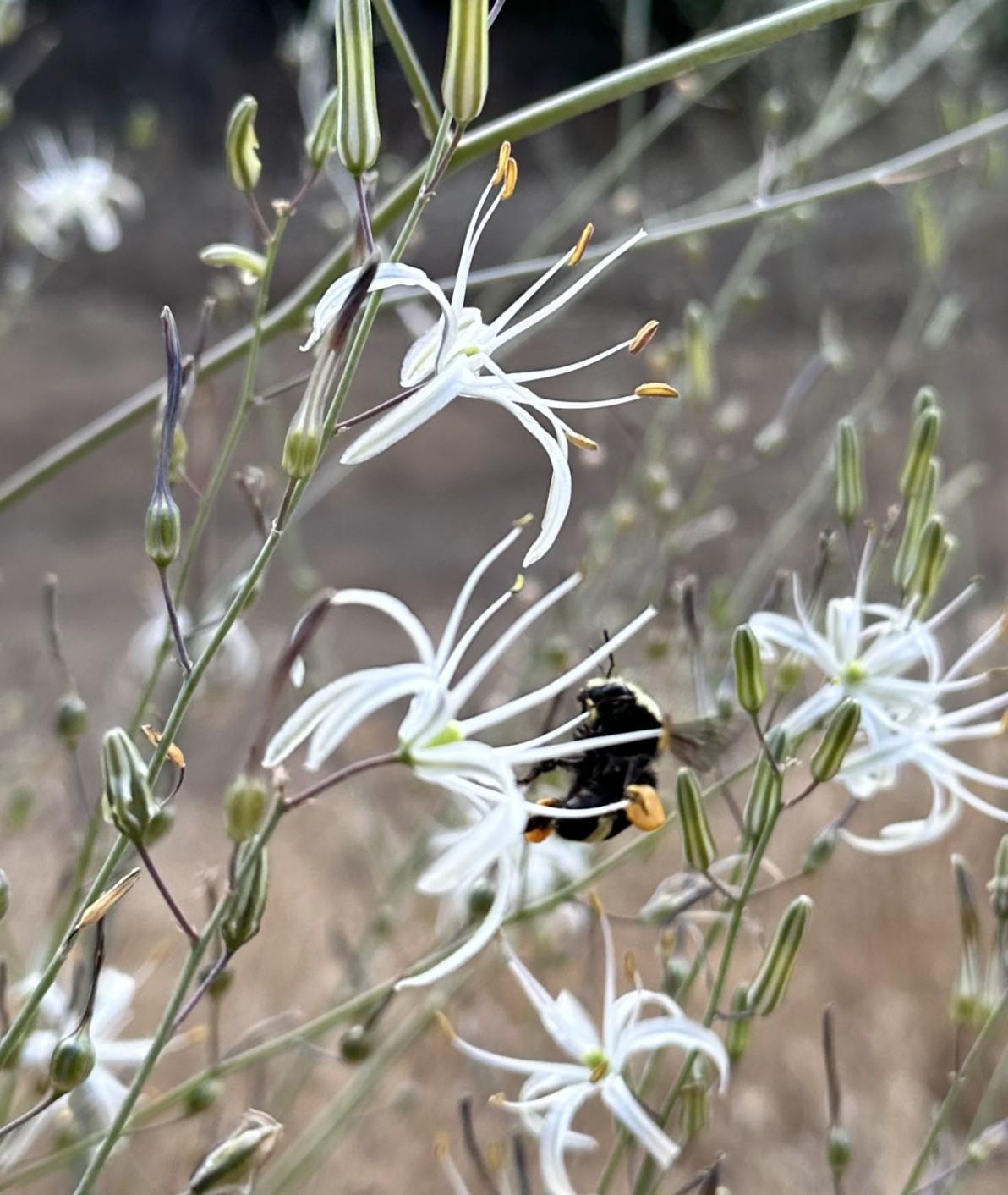 Soap root with a bumblebee. (Courtesy of Steve Smith)