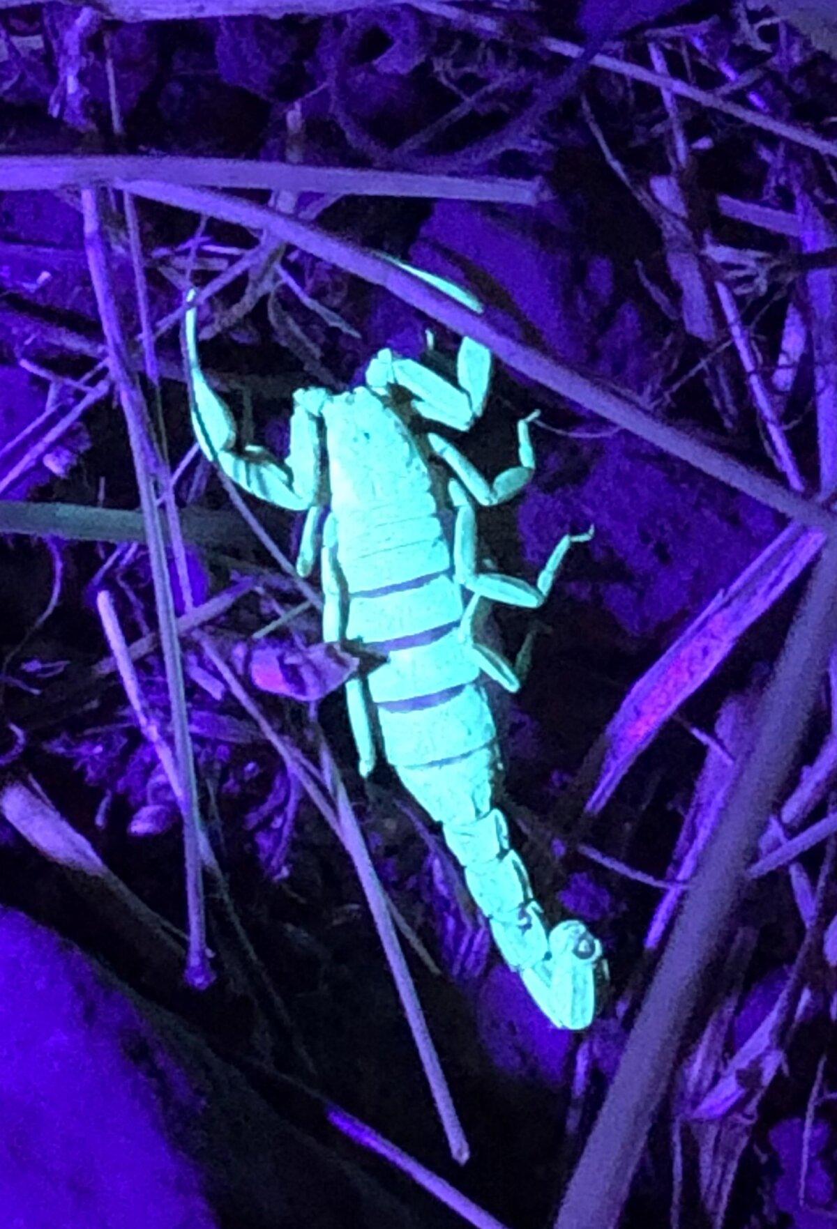 A scorpion under black light. (Courtesy of Steve Smith)