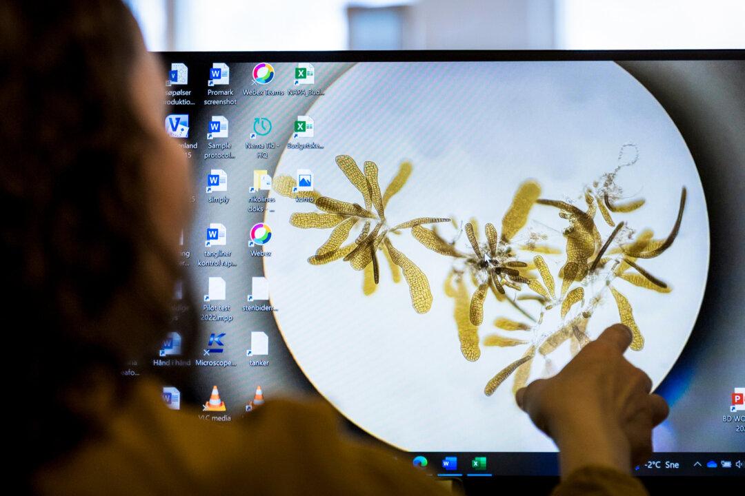 Nikoline Ziemer, a business development manager for Royal Greenland, looks over images of seaweed samples in Nuuk, Greenland, on May 5, 2025. (John Fredricks/The Epoch Times)
