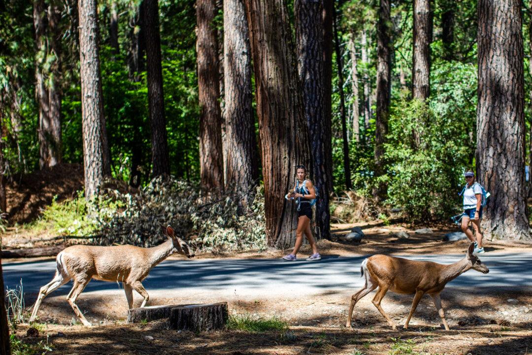 Visitors watch deer walk through Upper Pines Campground in Yosemite Valley at Yosemite National Park, Calif., on July 3, 2020. (Apu Gomes/AFP via Getty Images)
