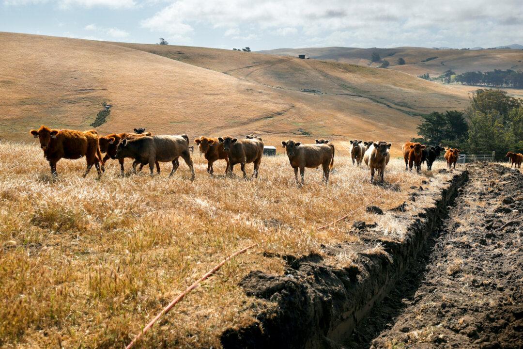 Cattle graze on dry grass at a ranch in Tomales, Calif., on June 8, 2021. (Justin Sullivan/Getty Images)