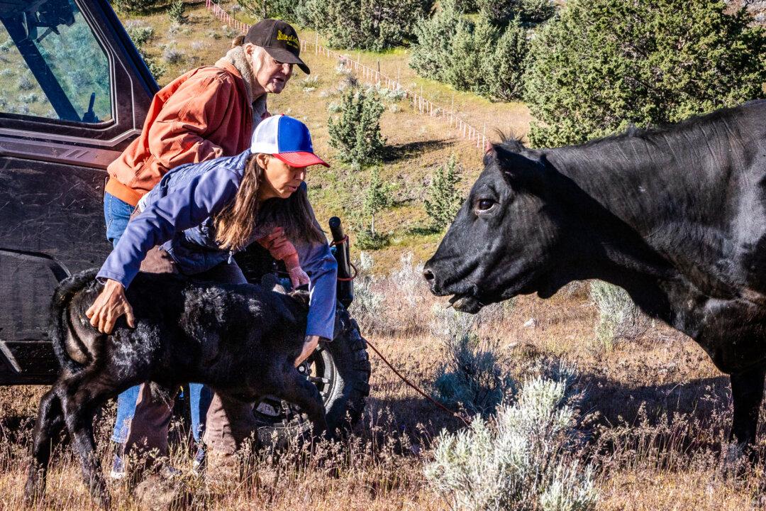 Debbie Bacigalupi (front) and her mother, Donna, tend to a calf at Cold Springs Ranch in Siskiyou County, Calif., in May 2024. The family shares a fence line with Table Rock Ranch and has also lost calves to suspected wolf attacks. (John Fredricks/The Epoch Times)