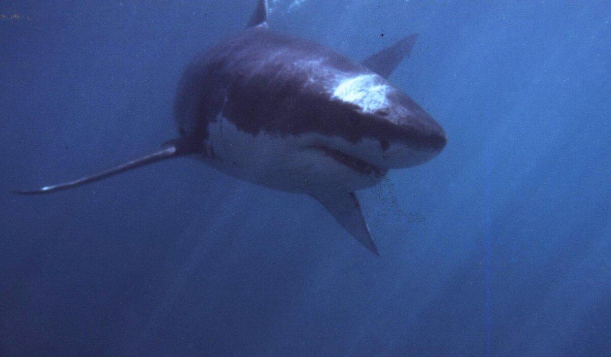 A Great White Shark swimming off Gansbaai, about 180 km from Cape Town. (Theo Ferreira/AFP via Getty Images)
