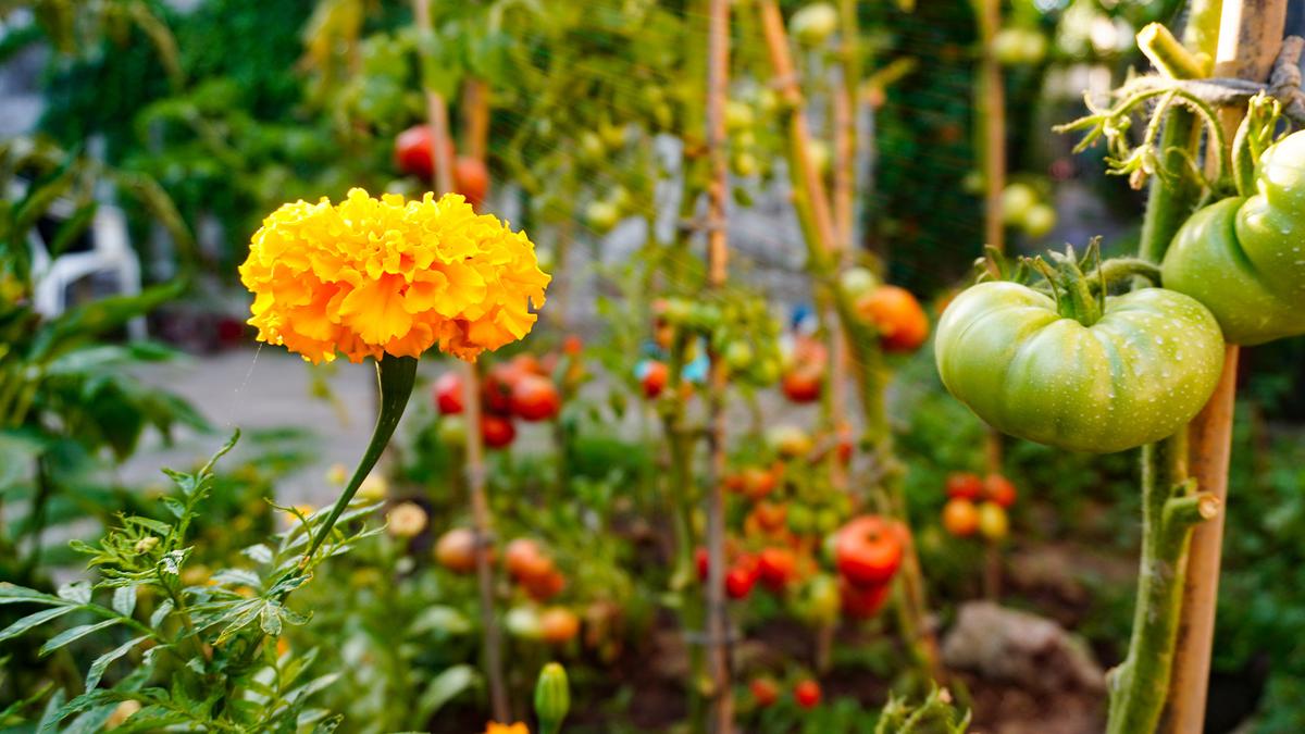 Marigolds planted near tomatoes help repel pests such as aphids and whiteflies with their strong scent. (Oksana Bokhonok/Shutterstock)
