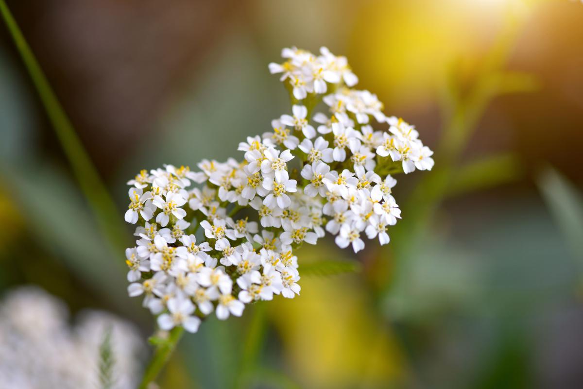 Yarrow tea for pain relief. (Nataliia Melnychuk/Shutterstock)