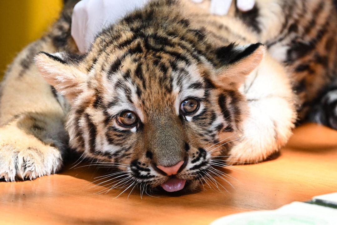 One of the Siberian tiger twins born on April 13 is presented to the press at the Budapest zoo and botanic garden during the twins' first veterinary examination in Budapest, Hungary, on June 12, 2025. (Attila Kisbenedek/AFP via Getty Images)