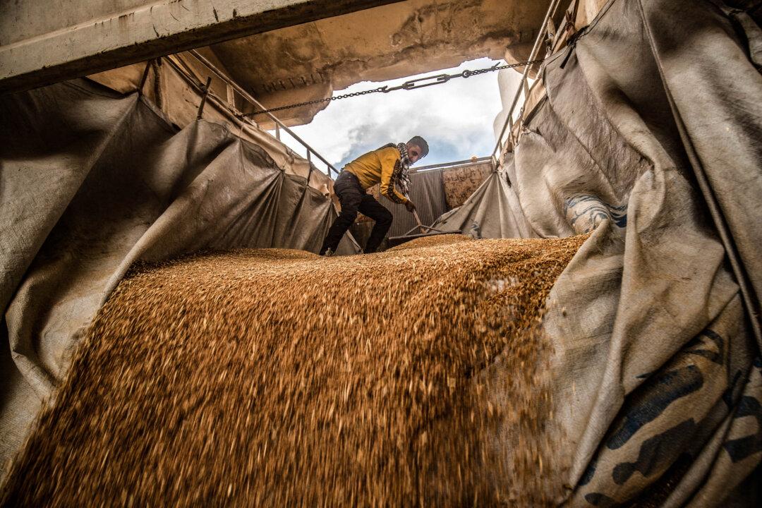 A worker rakes wheat purchased by Kurdish authorities as it's unloaded at a silo in the northeastern city of Qamishli on June 12, 2025. Facing an unprecedented drought affecting millions of Syrians, Syrian and Kurdish authorities are competing to purchase wheat crops from farmers this year. (Delil Souleiman/AFP via Getty Images)