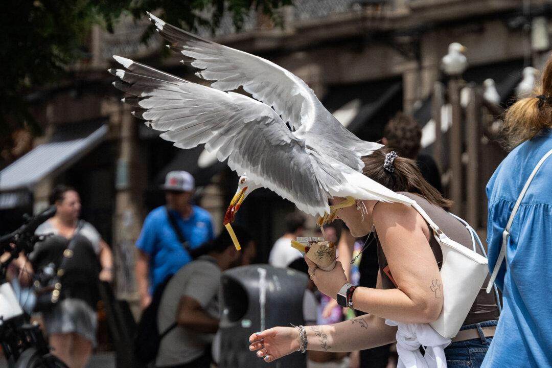 A seagull flies away with a piece of ham and potato after swooping in on a woman's takeaway food in a square near the Boqueria market in Barcelona, Spain, on June 13, 2025. (Josep Lago/AFP via Getty Images)