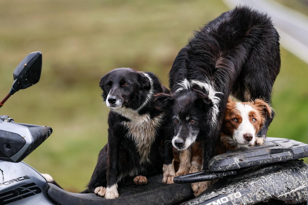 Dogs watch as highland cows are herded from Vallay at low tide in Sollas, Scotland, on June 13, 2025. (Jeff J Mitchell/Getty Images)