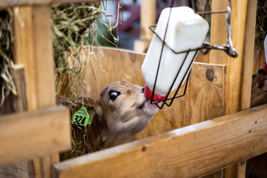 A calf is fed at a farm in Otisville, N.Y., on Jan. 29, 2023. (Samira Bouaou/The Epoch Times)
