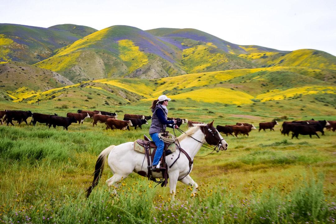Ranch hands drive cattle to a new pasture against the backdrop of hills covered in blue, yellow, and orange wildflowers at Carrizo Plain National Monument near Taft, Calif., on April 6, 2017. (Robyn Beck/AFP via Getty Images)
