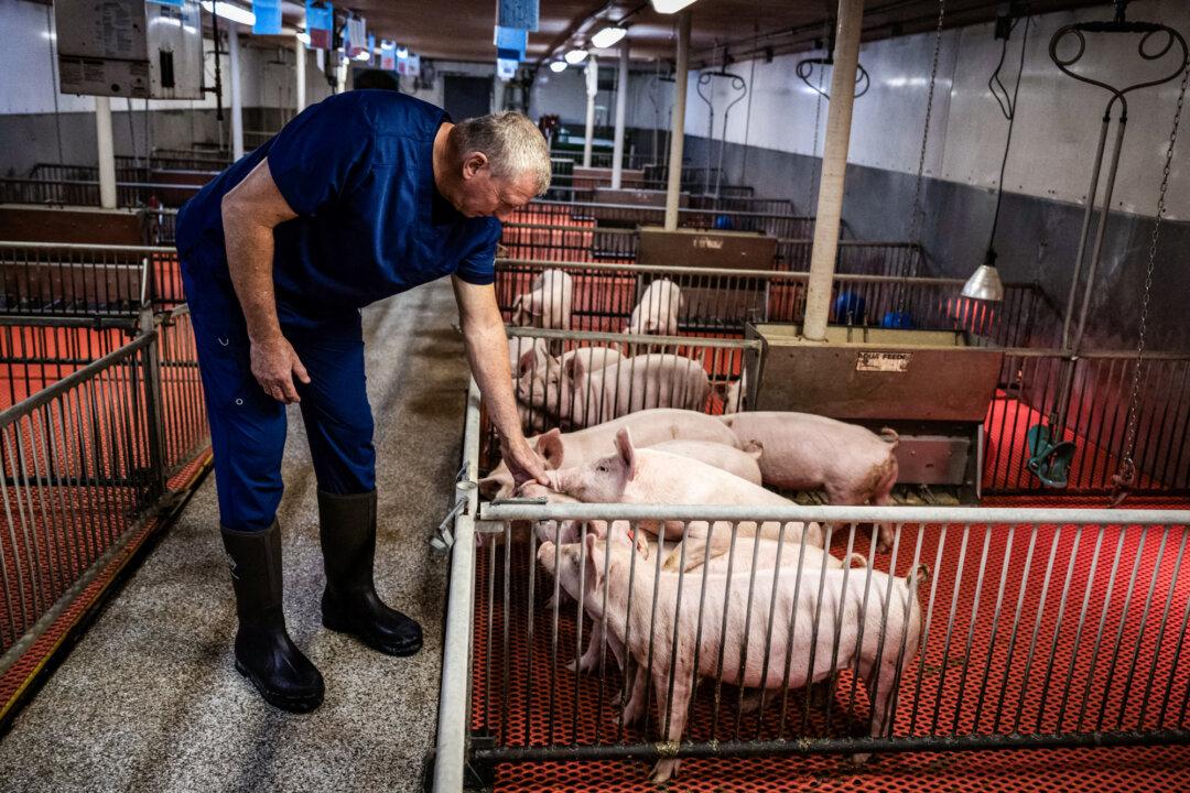 Dave Ayares, president and chief scentific officer of Revivicor, pets genetically altered piglets at the Revivicor research farm in Blacksburg, Va., on Nov. 20, 2024. Pork has been a key issue in U.S.–UK trade talks, with the head of the UK pig association warning that U.S. imports could undercut prices and reverse decades of progress on standards. (Andrew Caballero-Reynolds/AFP via Getty Images)
