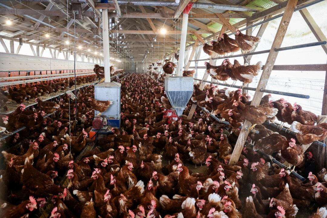 Chickens stand in a henhouse at Sunrise Farms in Petaluma, Calif., on Feb. 18, 2025. From July 2028, a new FDA rule will require traceability for certain foods—including cheeses, eggs, some produce, and seafood. (Justin Sullivan/Getty Images)