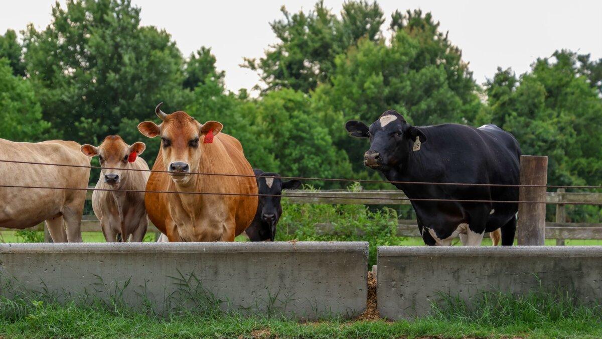 Cows look up while munching feed in a grassy pasture in Alachua, Fla., on June 18, 2025. (Natasha Holt/ The Epoch Times)