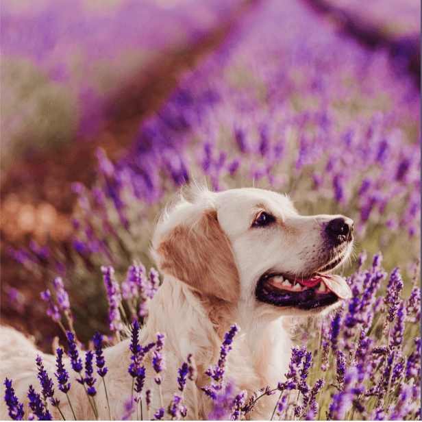 A dog enjoys the natural aroma of a lavender plant. (Courtesy of Janet Roark)