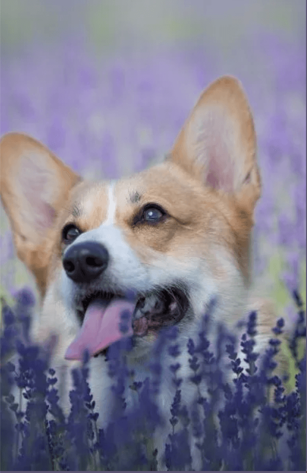 A corgi among lavender plants. (Courtesy of Janet Roark)