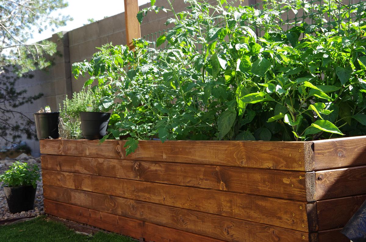 Tomatoes grow well with basil, thyme, and other herbs. (Kristen S/Shutterstock)