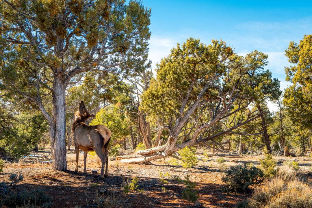 An elk searches for food up a tree in Grand Canyon National Park in Grand Canyon, Ariz., on Feb. 22, 2025. Hunters and conservationists have expressed concern that native deer and elk populations may not withstand cohabitation with grizzlies, which require a vast habitat and “tremendous amounts” of prey to survive. (Brandon Bell/Getty Images)