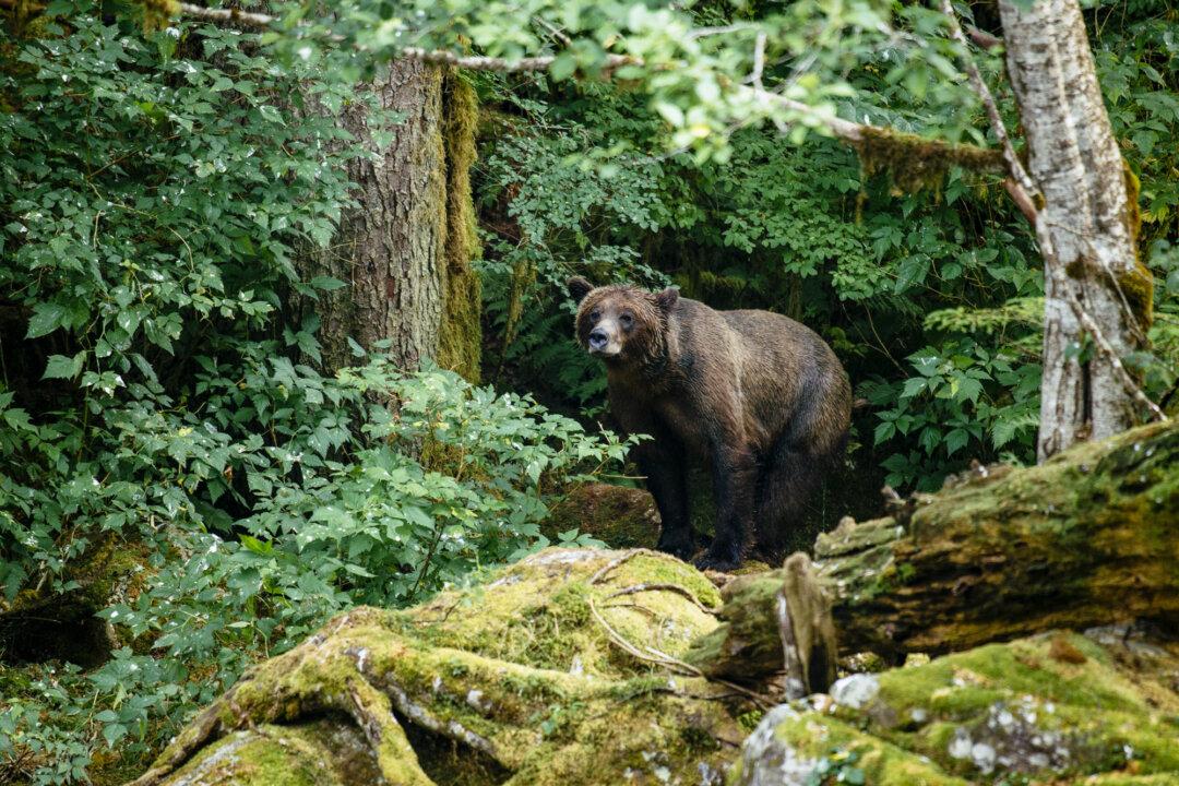 A grizzly bear in British Columbia, Canada. Introducing a different subspecies of brown bear that’s not native to the state could bring a lot of unknowns, one critic said, especially given the state’s large population. (Courtesy of Nimmo Bay Wilderness Resort)