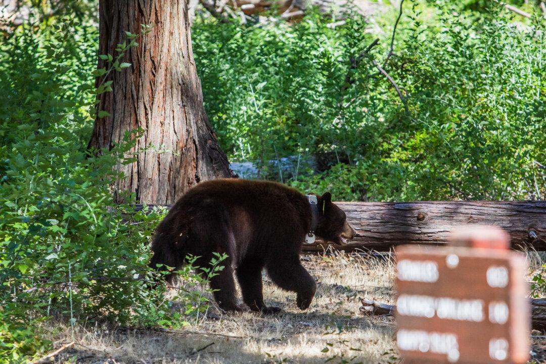 A bear wearing a tag and transmitter collar walks near a campground in Yosemite National Park, Calif., on July 5, 2020. (Apu Gomes/AFP via Getty Images)
