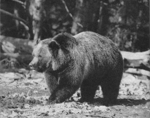 A female grizzly bear feeds near a canyon in Yellowstone National Park on Sept. 11, 1929. (National Park Service)